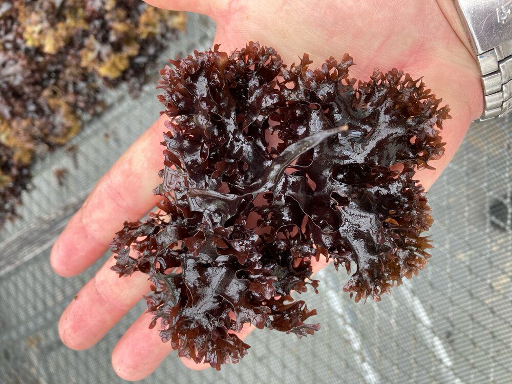 The Shocking Benefits of Sea Moss for Hair Growth: Why You Need This Superfood in Your Hair Care Routine